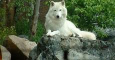 Action White Spirit