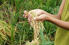 Agri Chemicals
