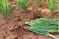 Agrochemicals
