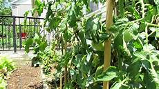 Chemical Compound Base Fertilizer