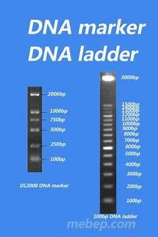 Chemical Suppliers