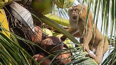 Coconut Oil