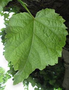 Common Lime