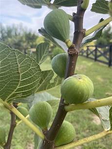 Common Lime
