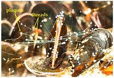 Curing Adhesive