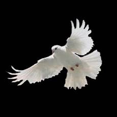 Eco White Spirit