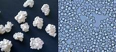 Enzymatic Chemicals