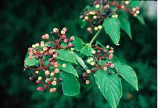 Fruit Plant Chemicals