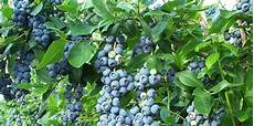 Fruit Plant Chemicals