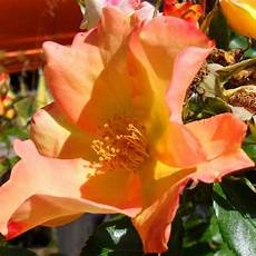 Fruit Plant Chemicals