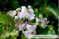 Fruit Plant Chemicals