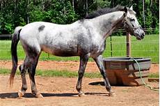 Gray Varnish
