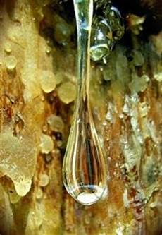 Gum Rosin