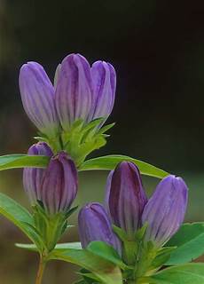 Limestone Plant