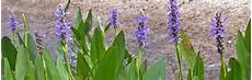 Limestone Plants