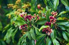 Phytochemicals